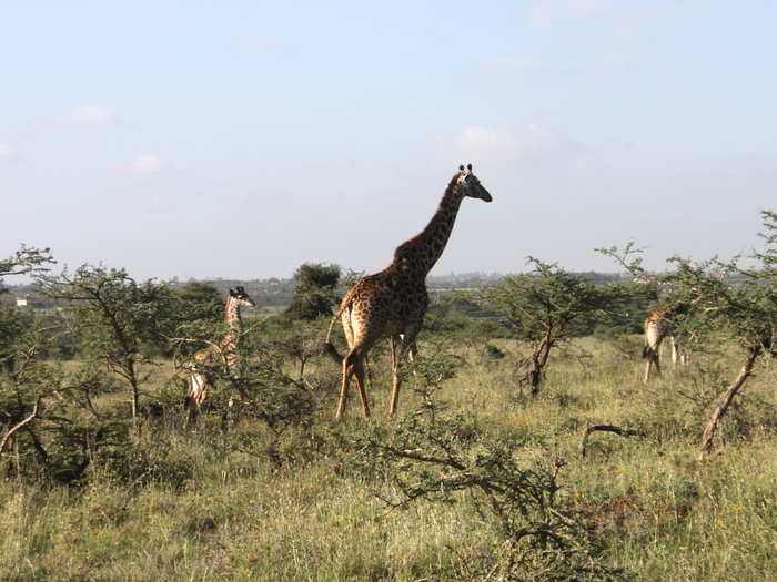 Just past the gazelles were a herd (or, properly, a "tower") of giraffes. A baby giraffe stayed close behind its mother and fed on leaves from the shorter branches.