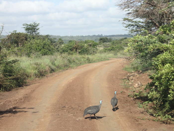 Two wiseguy turkeys crossed our path shortly after leaving the giraffes. They didn