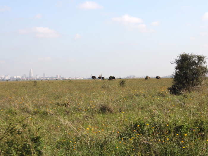 Winding our way through the park, we pulled up alongside a group of ostriches (sometimes called a "pride"). I wasn