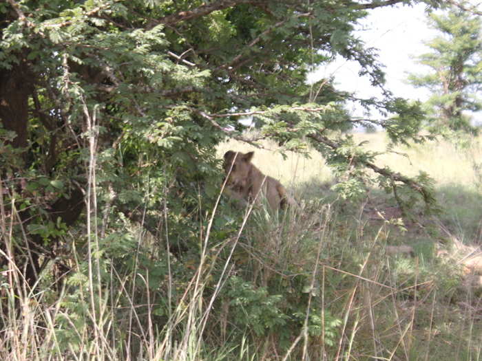 Racing along the dirt roads, we drove up to a convoy of safari jeeps. Inching closer, we could see the lion coming into view.