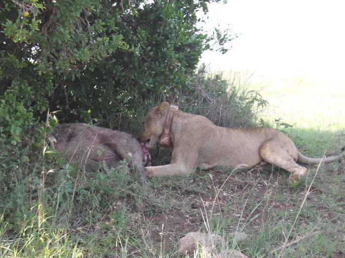 From about 15 feet away, it was clear we were interrupting her feeding session. With blood smeared around her mouth, she yanked at the entrails of her prey. Suddenly, the ostriches seemed less cool.