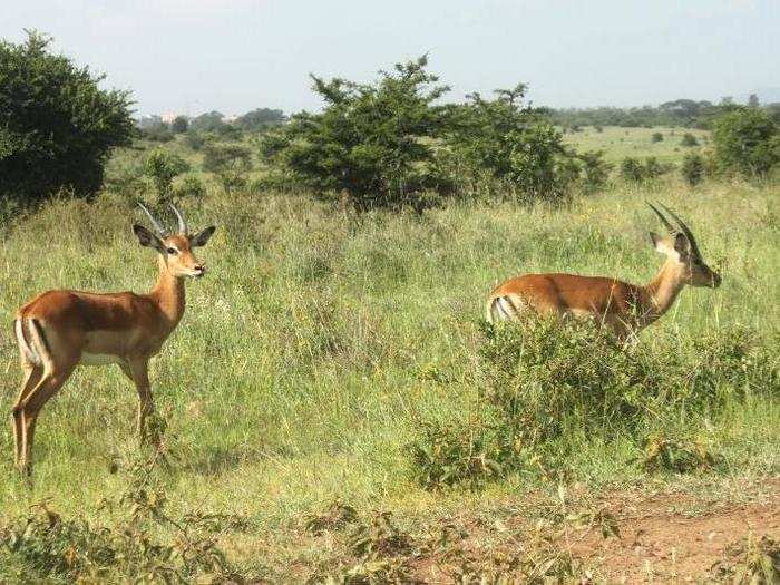 Eventually, we moved to see if we could get lucky again. We landed on two gazelles who were surprisingly tolerant of us pulling alongside them ...