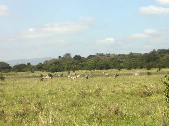 No matter. Turning down a side road, Steven pointed out a large pack of zebras far out in the distance. I