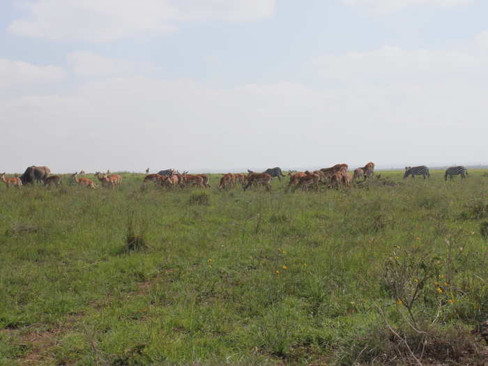 Coming around a large bend, we happened upon some deer and more zebras. They seemed to be enjoying each other