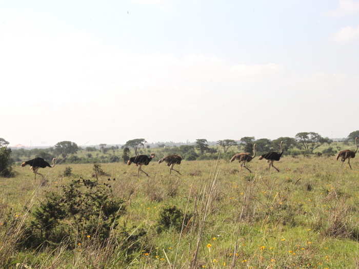 We had to stop briefly, however, to let a group of ostriches cross the road. Just a normal occurrence here in Nairobi National Park. (Signs did inform me that animals have the right of way.)