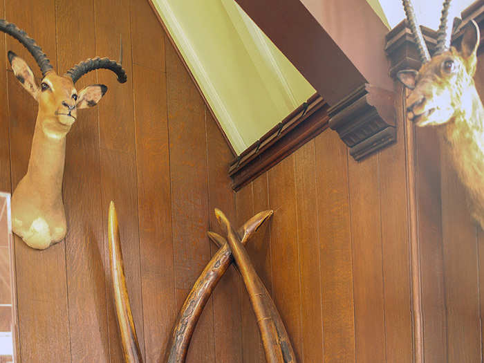 These are from a rare four-tusked elephant, the result of a genetic mutation. Armand Denis, a Belgian-born documentary filmmaker and club member, collected the tusks.