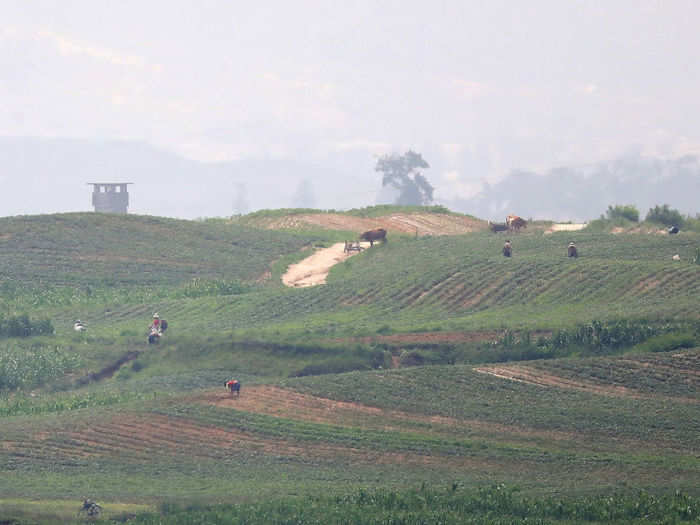 Workers can also be seen in North Korean fields.