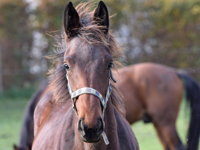 The Daily Mail reported the ranch comes with a barn big enough for 20 horses and a show-jumping training rink.