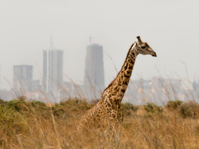 3. Nairobi, Kenya — Known as the safari capital of Africa, Kenya