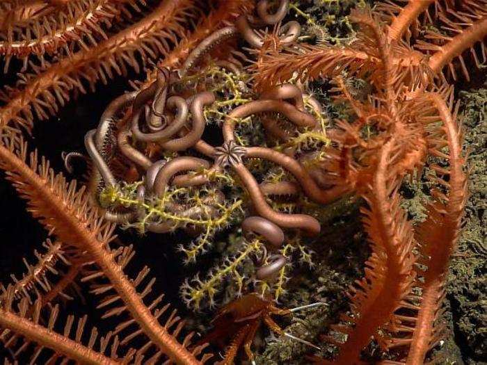 In this image, you can see a tiny snake star, surrounded by the spiny arms of larger sea stars coiled among the branches of a coral, at a depth of 1,315 feet.