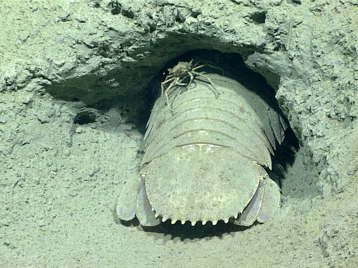 A spider crab hitches a ride on a giant isopod in the isopod