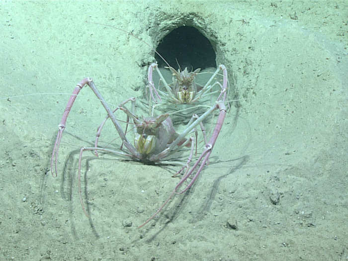 These two lobsters are completely blind due to their pitch-black surroundings. These ones evidently share a little burrow, but scientists aren