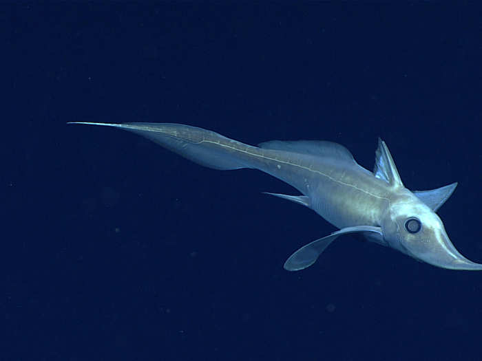 A long-nosed chimaera fish drops by one of NOAA