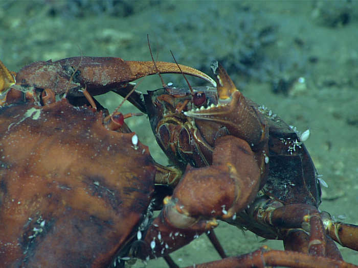 Two deep-sea male red crabs are pictured here in an intense duel.