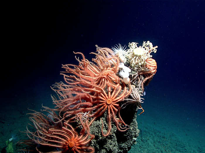 A craggy outcrop on the seafloor supports a dense community of sea stars.