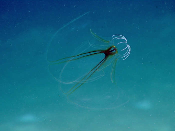 A NOAA submersible encountered this ctenophore, or comb jellyfish, swimming just above the seafloor.