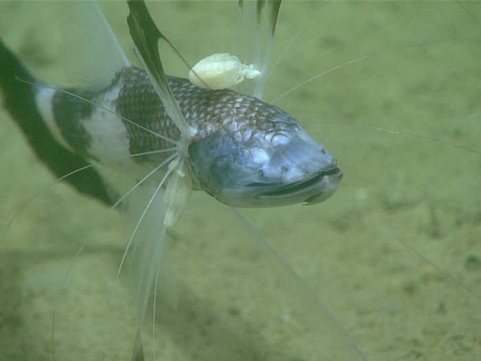 Pictured here is a tripod fish, with parasitic isopods attached to two of its fins.