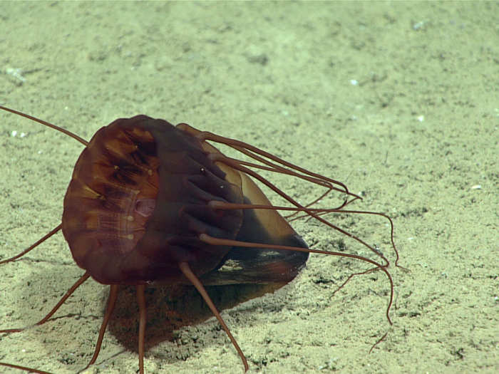 A Periphylla periphylla, or deep-sea helmet jellyfish, pictured colliding with the seafloor after it was startled by the bright lights from the submersible.