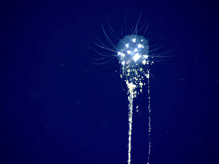 A colonial tuscarorid phaeodarean is pictured here feeding on marine snow — the nutrients (including fish excrement) that drop from shallow waters higher in the water column — at a depth of 2,300 feet.