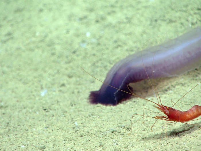 A deep-sea rendezvous: A sea cucumber and a shrimp wander past each other in the submersible