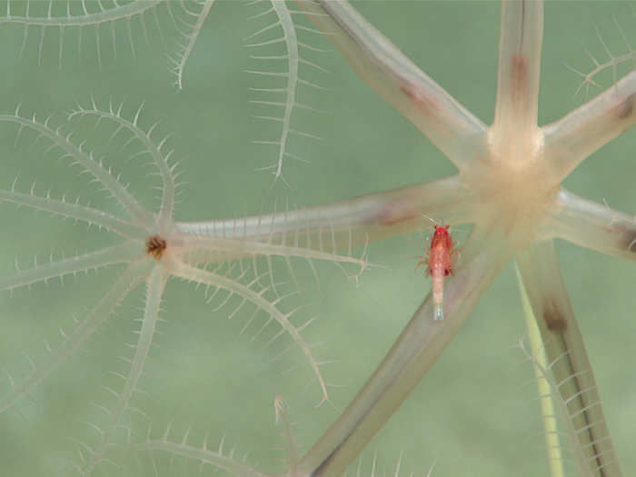 Pictures here is an umbellula sea pen, with a mysid shrimp keeping it company.