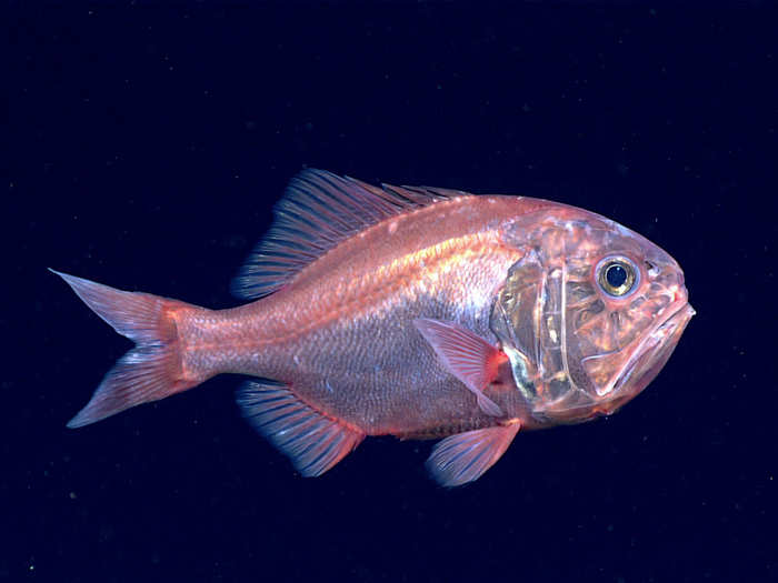 This fish, aptly named a Darwin