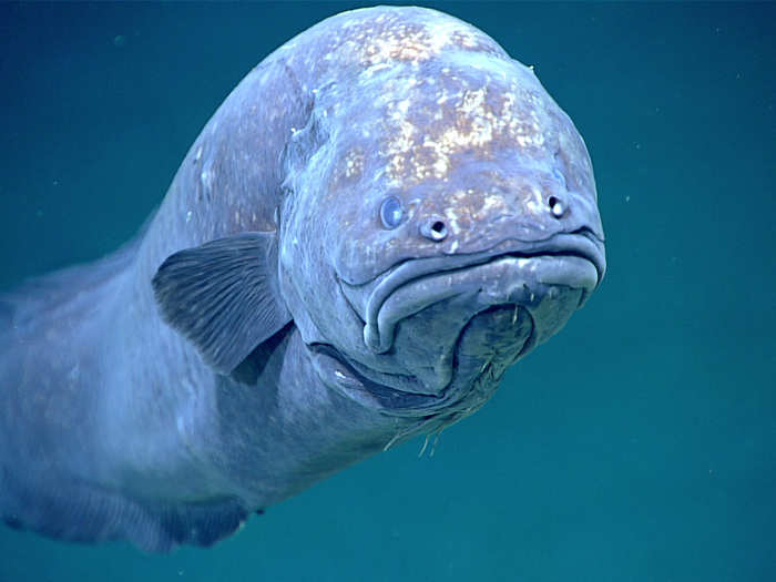 This grumpy-looking cusk eel is pictured at a depth of 1,585 feet.