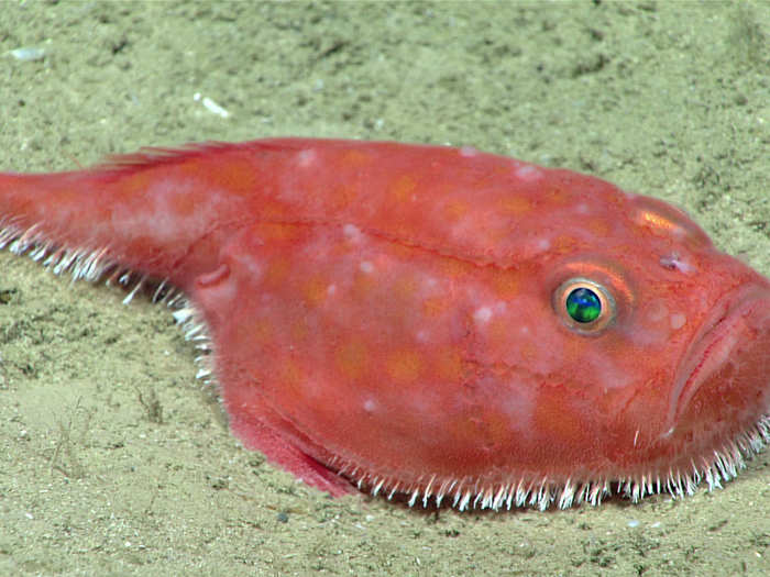 This is a sea toad, found hanging out on the sea floor at a depth of 2,428 feet.