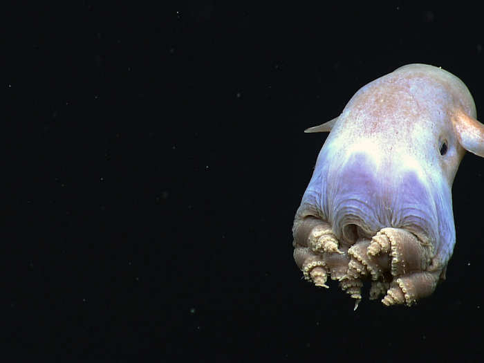 This cute little guy is a dumbo octopus, the deepest-dwelling octopus.