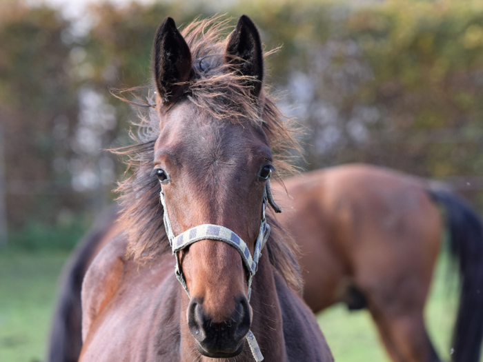 Gates has competed with horses named Luftikus S., Alex, Pumped Up Kicks, Bardolino, Hija Van Strokapelleken, Cadence, Caddie R., Lord LeVisto, and Silence. Jobs has ridden Charleville, Tiny Toony Semilly, Vanue D