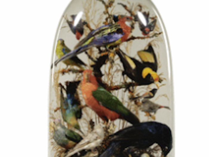 Exotic birds taxidermy display