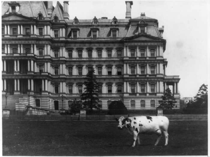 In the 1800s and early 1900s, livestock grazed the Mall. President William Howard Taft had a pet cow named Pauline, seen below on the Navy Building lawn circa 1910.