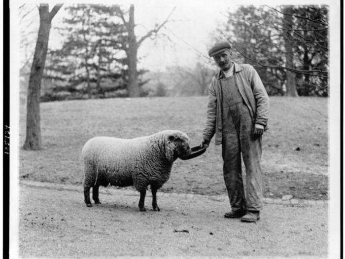 President Woodrow Wilson kept dozens of sheep on the White House South lawn during World War I. The flock cut the grass and garnered $52,000 for the Red Cross through a wool auction.