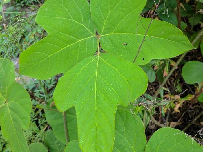 Invasive kudzu vines, which come from Asia, crawl and infiltrate many nooks and crannies of the island.