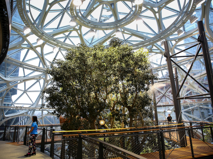 The largest plant is a 55-foot tall Ficus rubiginosa called "Rubi," which towers above everything in the structure.