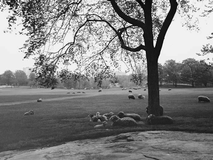 In 1864, the architects persuaded park commissioners to add 200 pedigree Southdown sheep there and call the area Sheep Meadow.