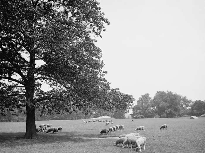 They hoped that the wooly animals would elicit idyllic images of traditional English pastures.