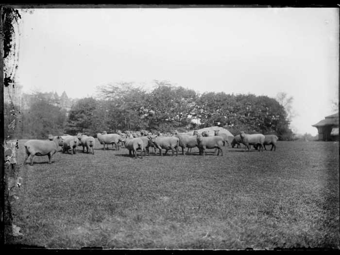 The sheep slept in a nearby barn next to a Victorian-style building. Twice per day, a shepherd would bring the animals over a crossing to the park and disrupt carriage traffic in the process.