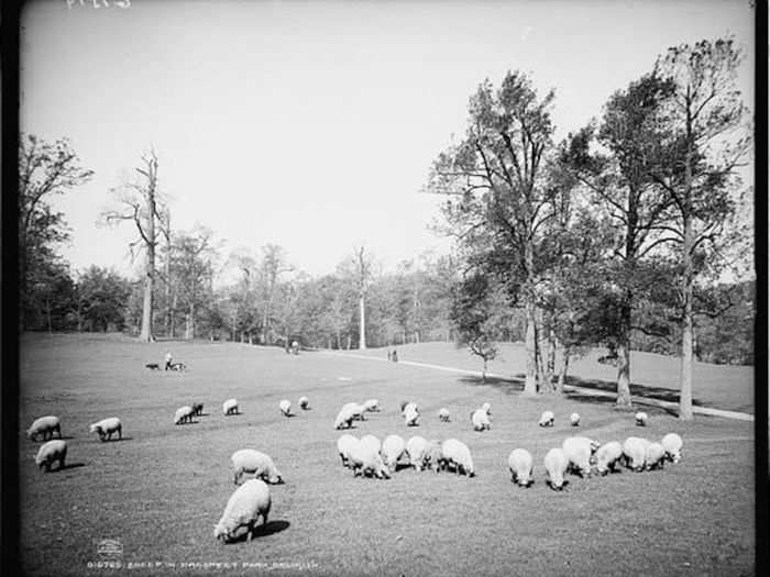 For 70 years, the sheep stayed at Sheep Meadow. In 1934, Central Park commissioner Robert Moses moved them to Prospect Park in Brooklyn.