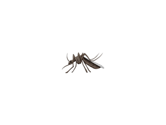 Mosquito