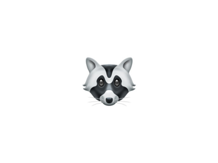 Raccoon