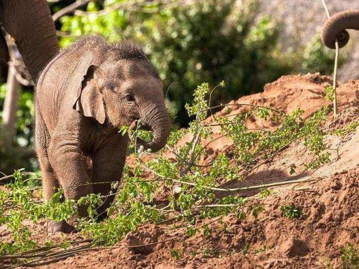 12. Chester Zoo, Chester, England.