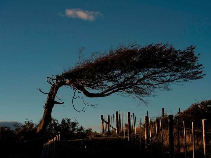 Crooked-neck tree