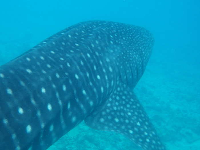 ... and massive whale sharks visit their shores every year.