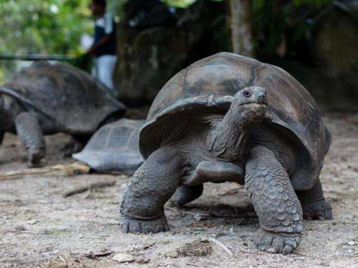 Giant tortoises are native to the islands ...