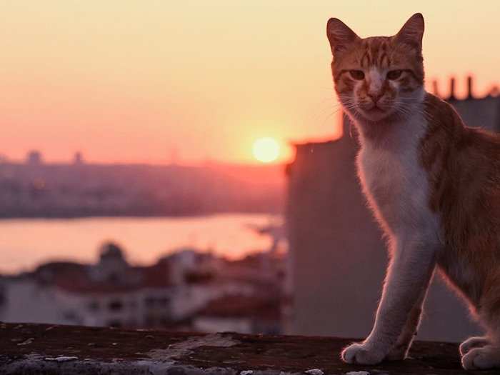 11. "Kedi" (2017)