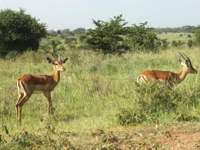 African safaris