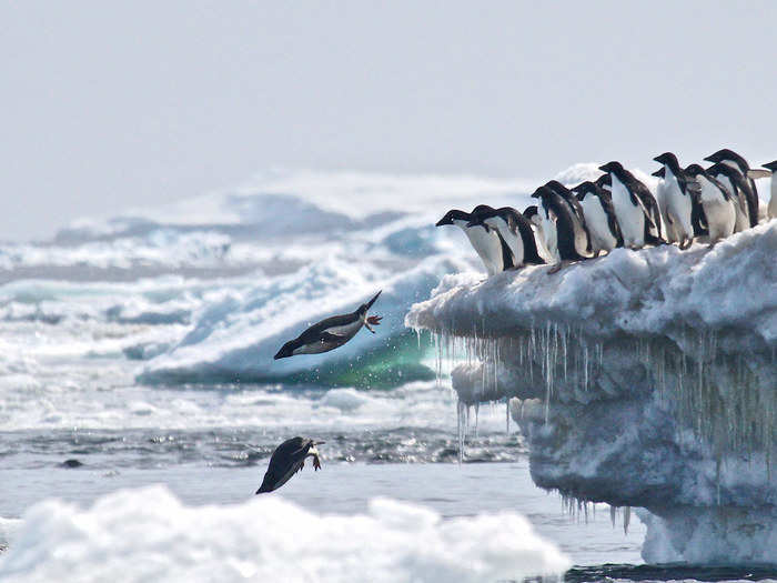 The discovery will provide evidence for proposed Marine Protected Areas and help researchers better manage the Antarctic krill fishery.