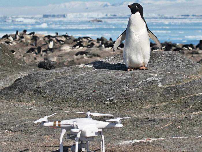 They used a quadcopter drone to survey the island from above, taking photos they could stitch together to better measure the population using neural network software to count the animals.