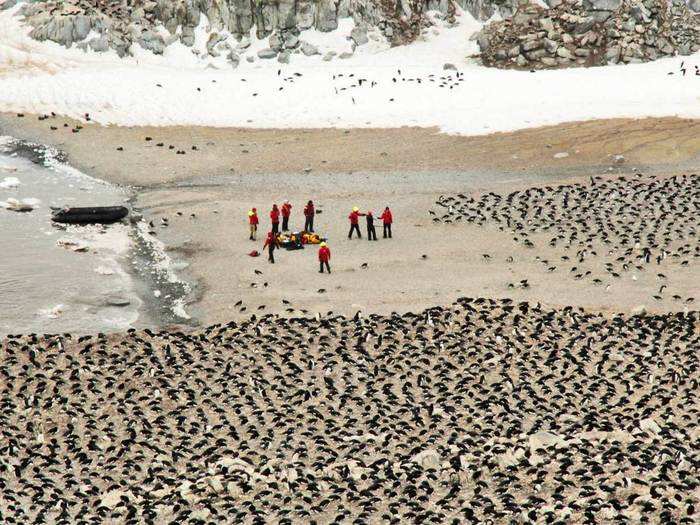 The researchers spotted hundreds of thousands of the birds upon arriving at the islands.